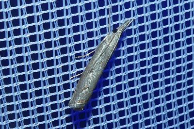 <i>Pediasia contaminella</i>