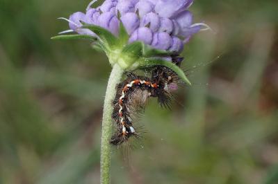 <i>Acronicta rumicis</i>