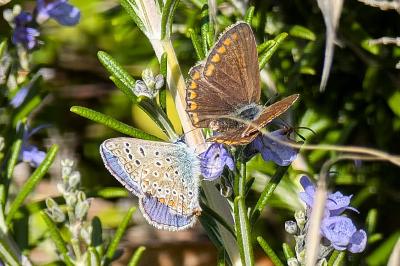 <i>Polyommatus icarus</i>