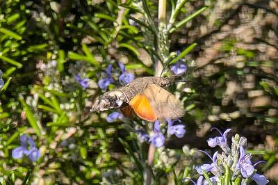 <i>Macroglossum stellatarum</i>