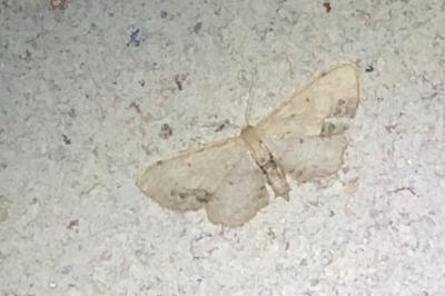 <i>Idaea dimidiata</i>