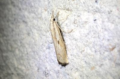 <i>Agriphila geniculea</i>