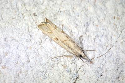 <i>Agriphila geniculea</i>