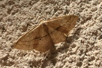 <i>Scopula imitaria</i>