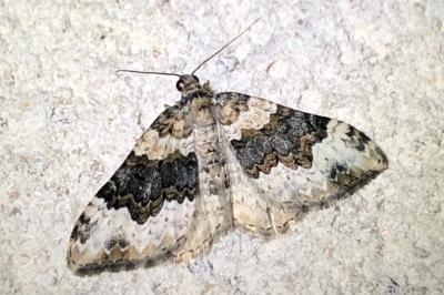 <i>Epirrhoe galiata</i>