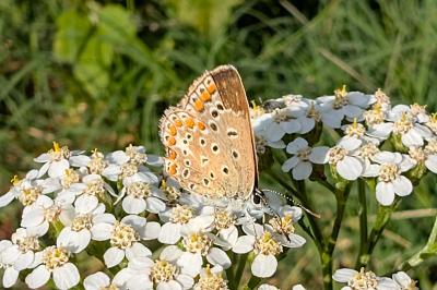 <i>Polyommatus icarus</i>