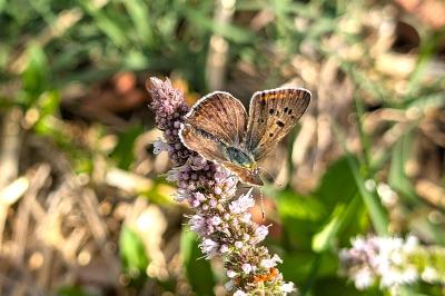 <i>Lycaena tityrus</i>