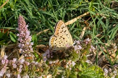 <i>Lycaena tityrus</i>