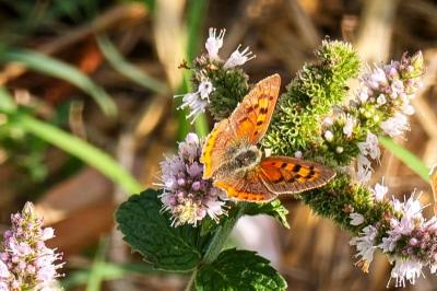 <i>Lycaena phlaeas</i>