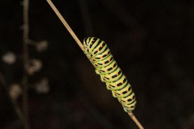 <i>Papilio machaon</i>