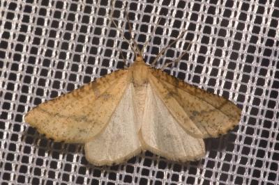 <i>Aspitates ochrearia</i>