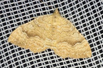 <i>Camptogramma bilineata</i>