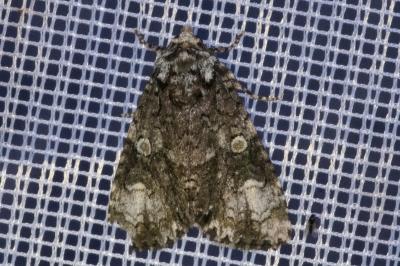 <i>Craniophora ligustri</i>