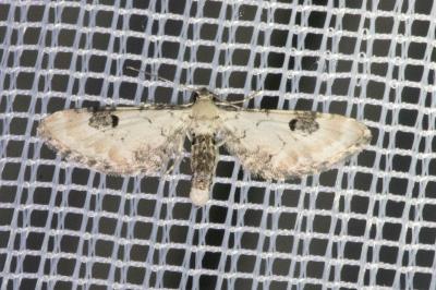 <i>Eupithecia centaureata</i>