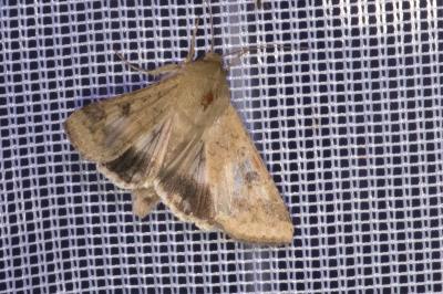 <i>Helicoverpa armigera</i>
