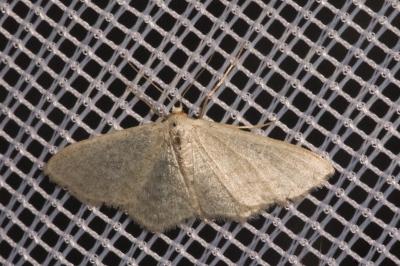 <i>Idaea subsericeata</i>
