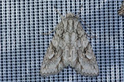 <i>Meganephria bimaculosa</i>