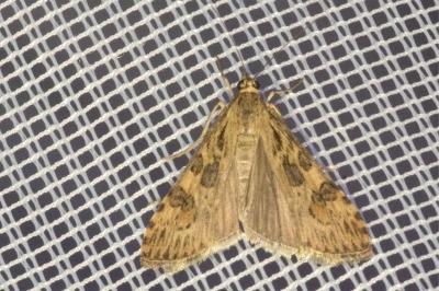 <i>Nomophila noctuella</i>