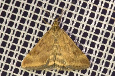 <i>Pyrausta despicata</i>