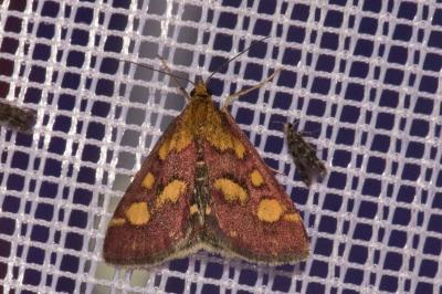 <i>Pyrausta purpuralis</i>