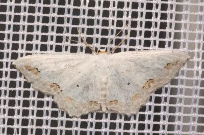 <i>Scopula ornata</i>
