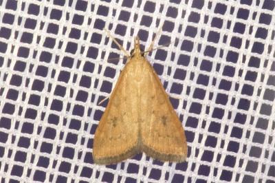 <i>Udea ferrugalis</i>