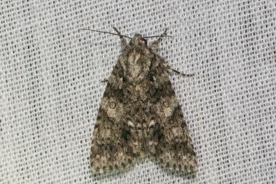 <i>Acronicta rumicis</i>
