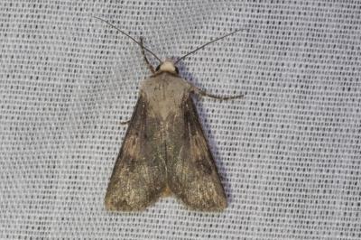 <i>Agrotis puta</i>