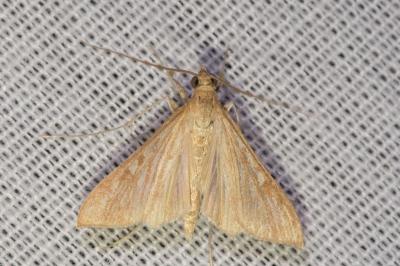 <i>Antigastra catalaunalis</i>
