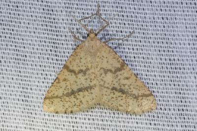 <i>Aspitates ochrearia</i>
