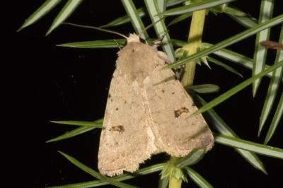 <i>Caradrina kadenii</i>