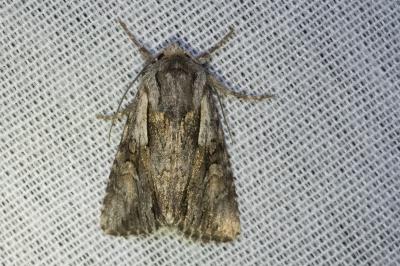 <i>Chloantha hyperici</i>