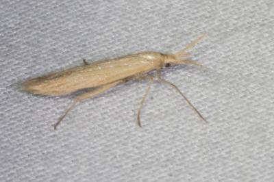 <i>Coleophora</i>
