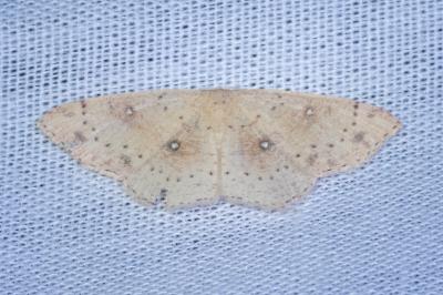 <i>Cyclophora porata</i>