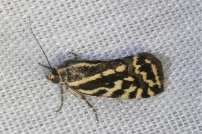 <i>Emmelia trabealis</i>
