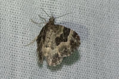 <i>Epirrhoe alternata</i>