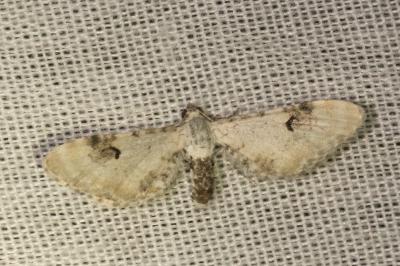 <i>Eupithecia centaureata</i>