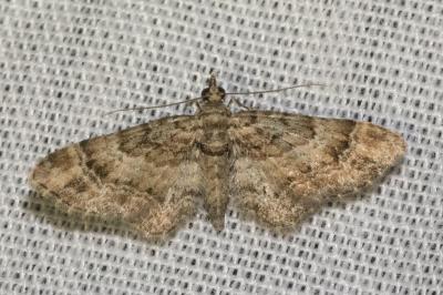 <i>Gymnoscelis rufifasciata</i>