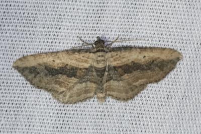 <i>Horisme vitalbata</i>