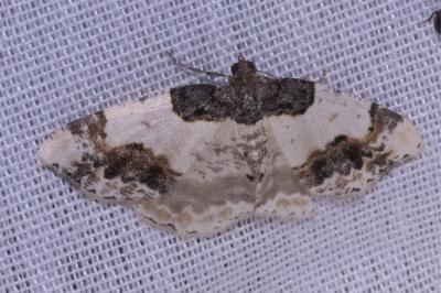 <i>Ligdia adustata</i>