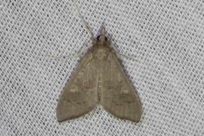 <i>Mecyna asinalis</i>
