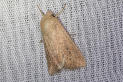 <i>Mythimna ferrago</i>