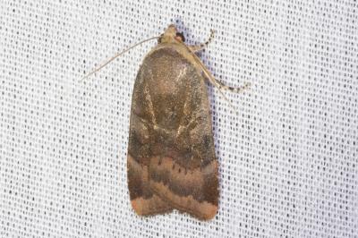 <i>Noctua janthe/janthina</i>