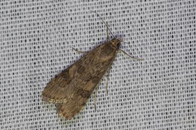 <i>Nomophila noctuella</i>