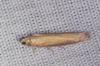 <i>Oncocera semirubella</i>