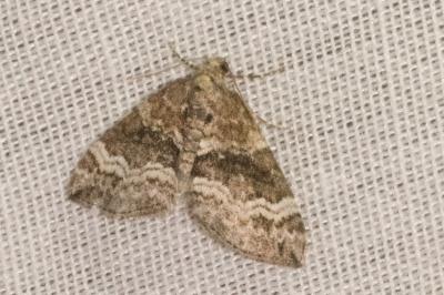 <i>Perizoma bifaciata</i>