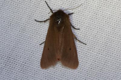 <i>Phragmatobia fuliginosa</i>