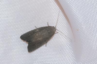 <i>Proxenus hospes</i>