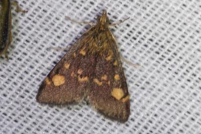 <i>Pyrausta aurata</i>