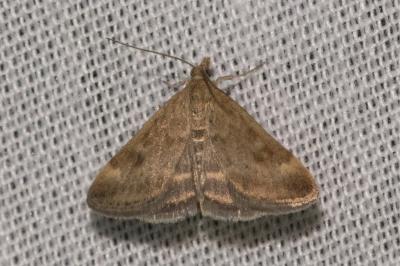 <i>Pyrausta despicata</i>
